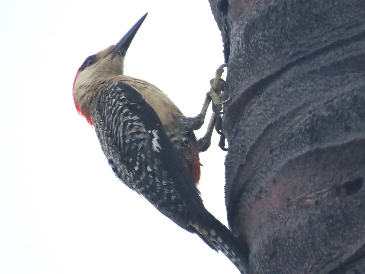 West Indian Woodpecker - ML620216462