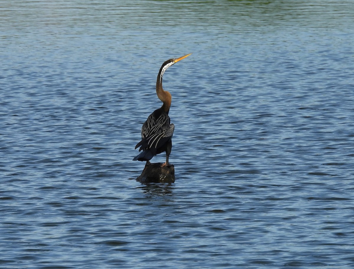 anhinga indomalajská - ML620216465