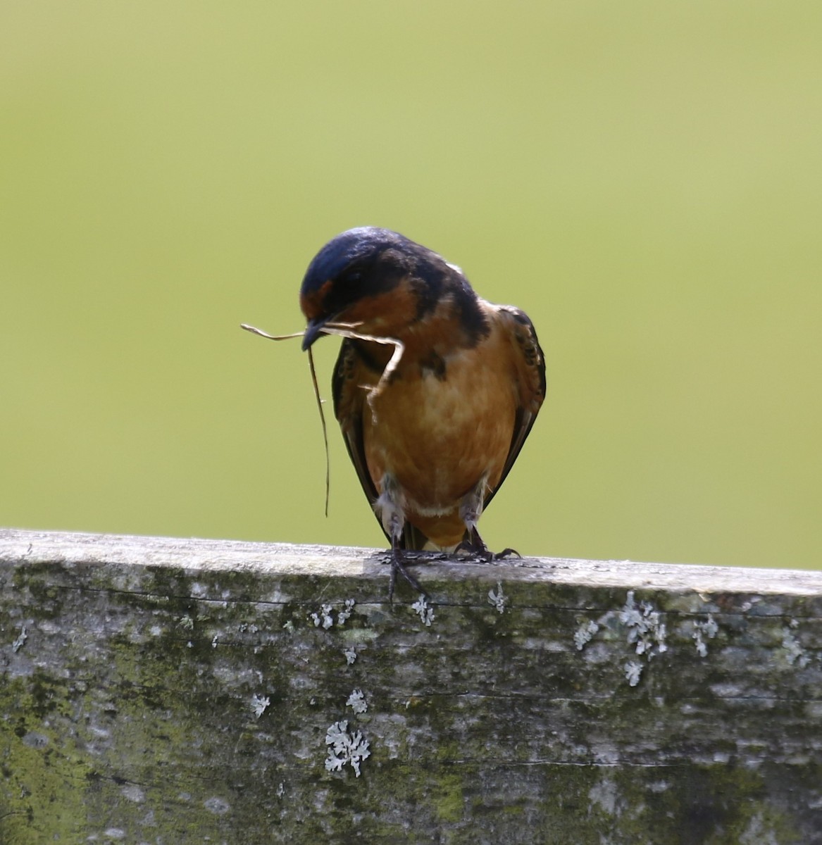 Barn Swallow - ML620216466