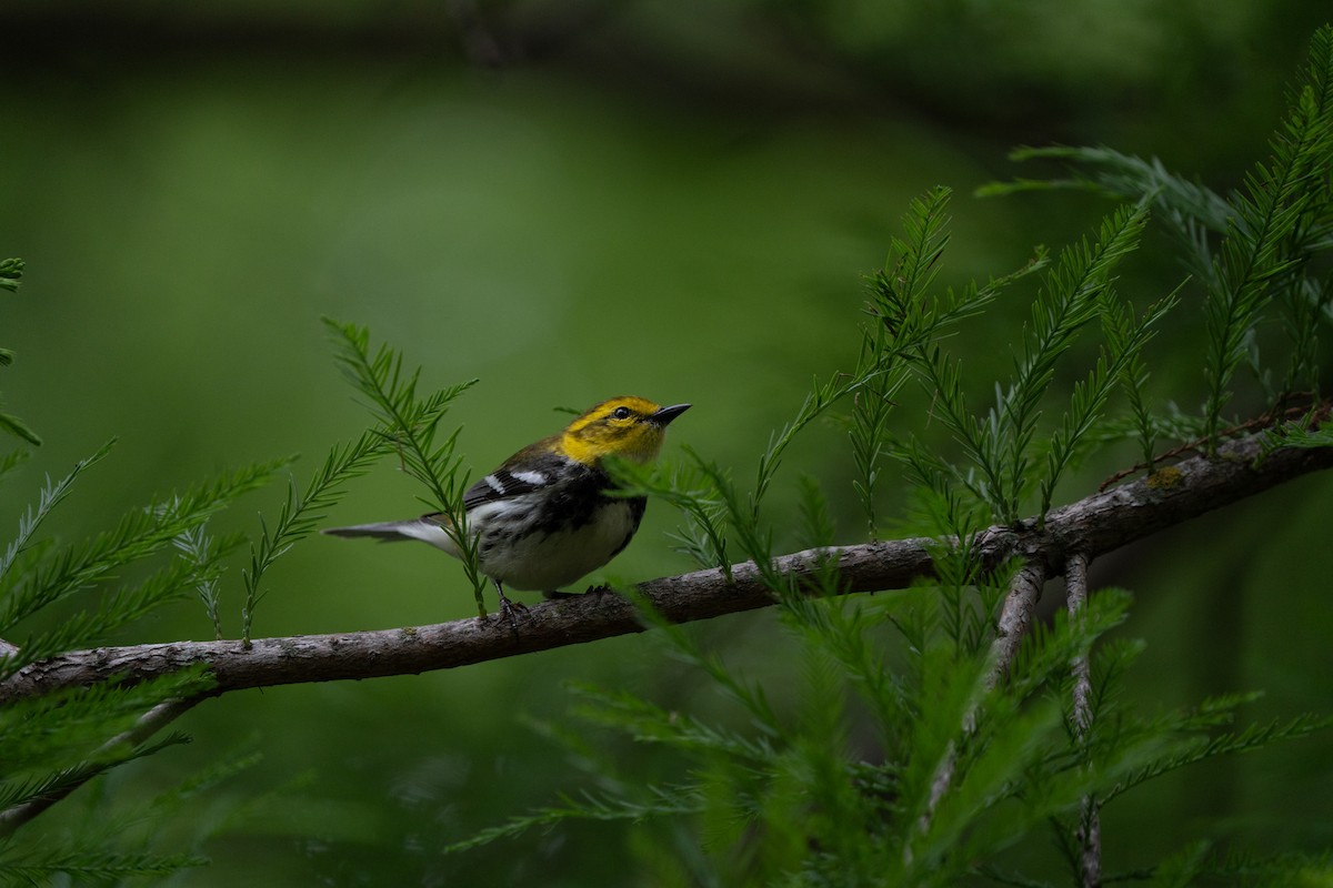 Black-throated Green Warbler - ML620216473