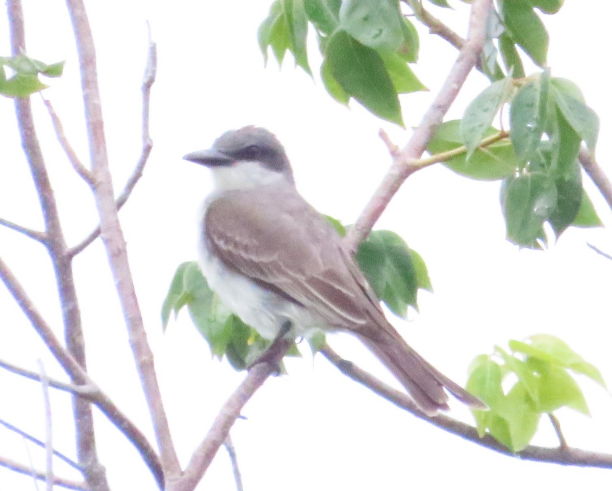 Gray Kingbird - ML620216476