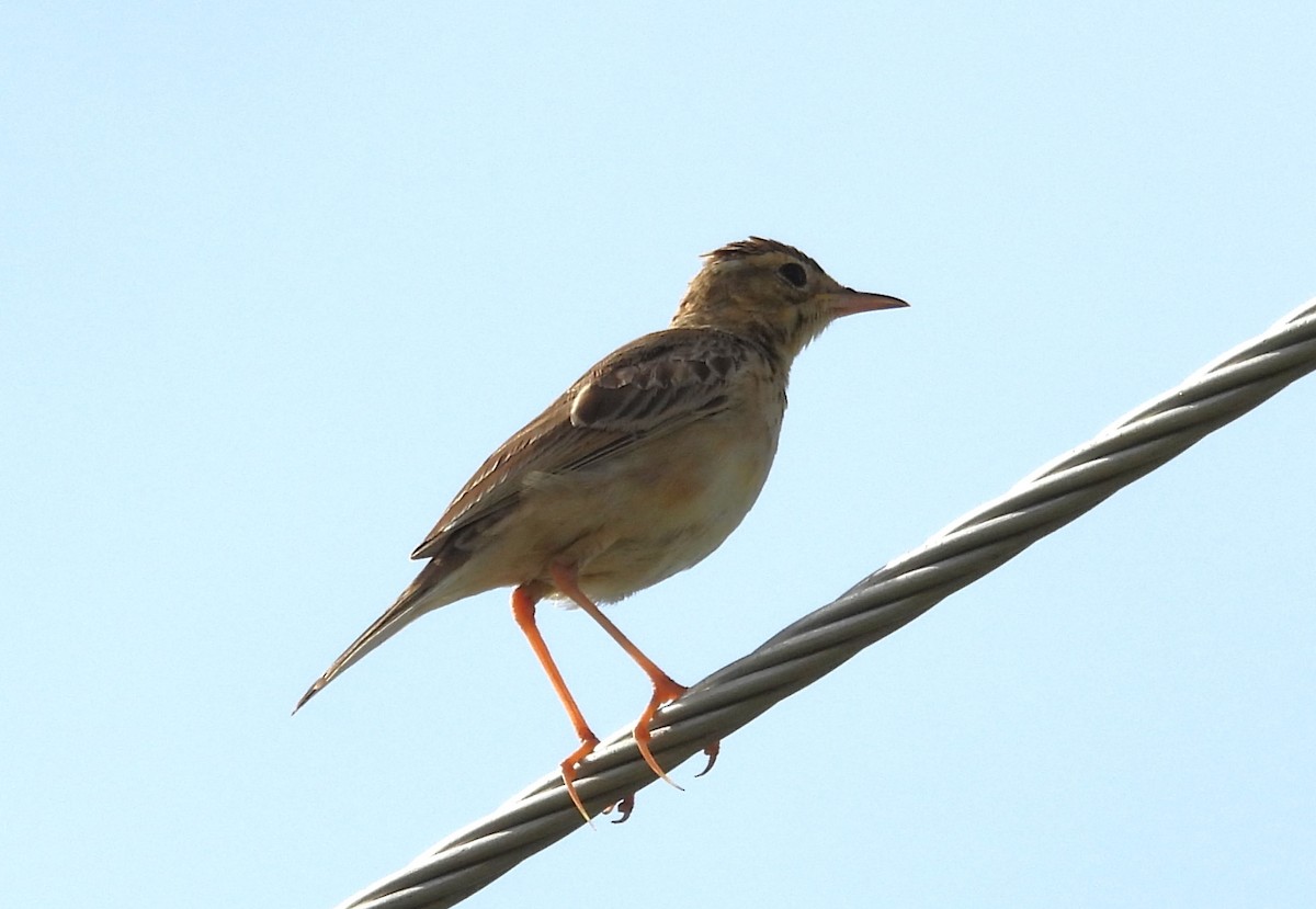 Paddyfield Pipit - ML620216482