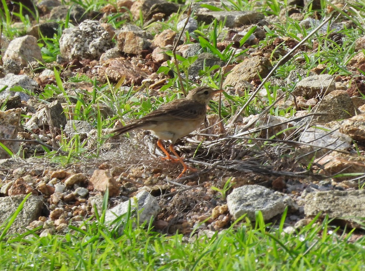 Paddyfield Pipit - ML620216483