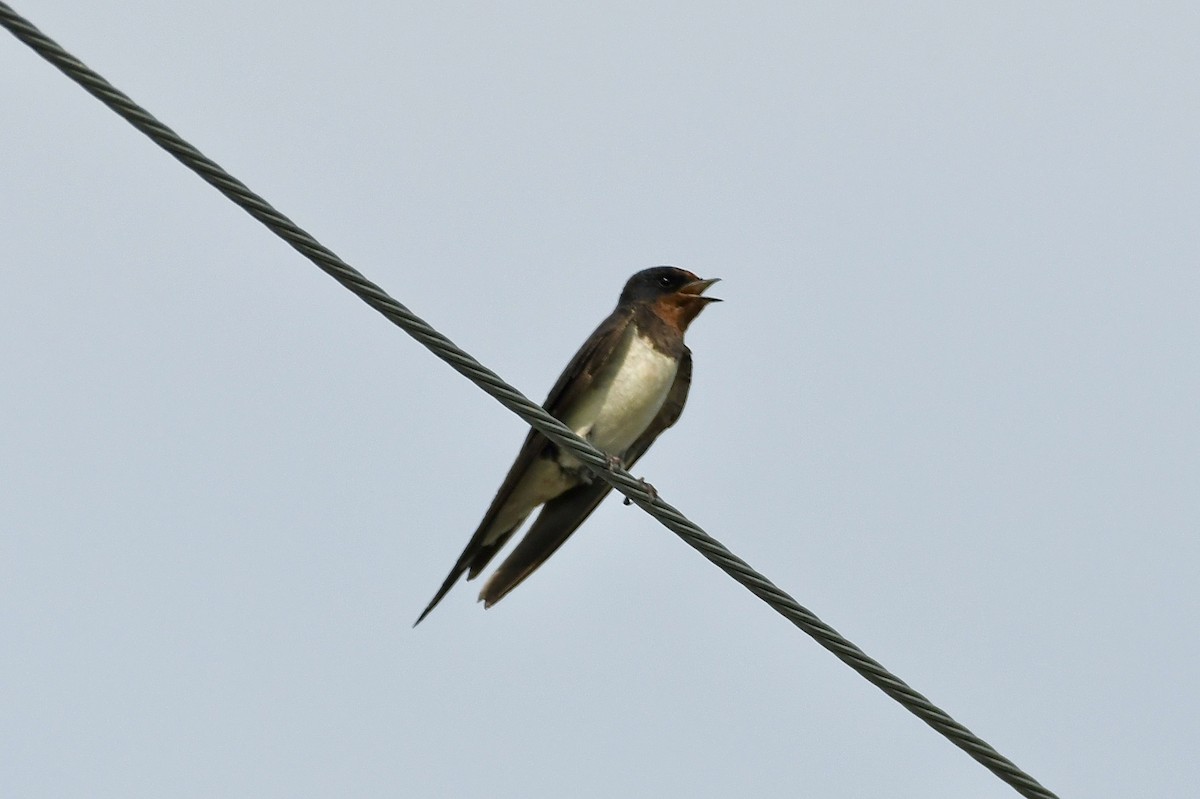 Barn Swallow - ML620216485