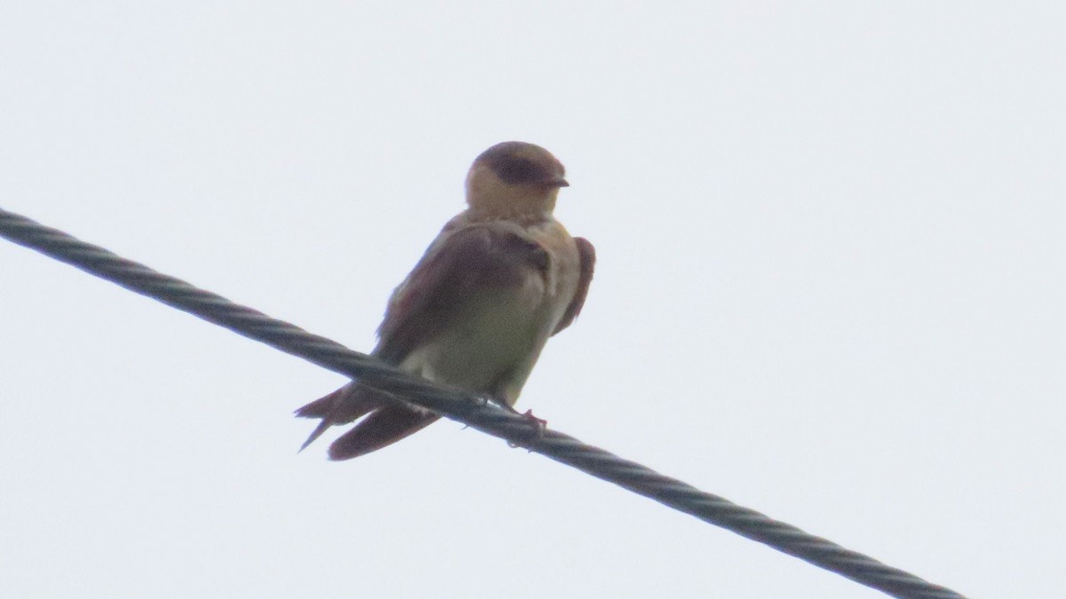 Golondrina Pueblera - ML620216486