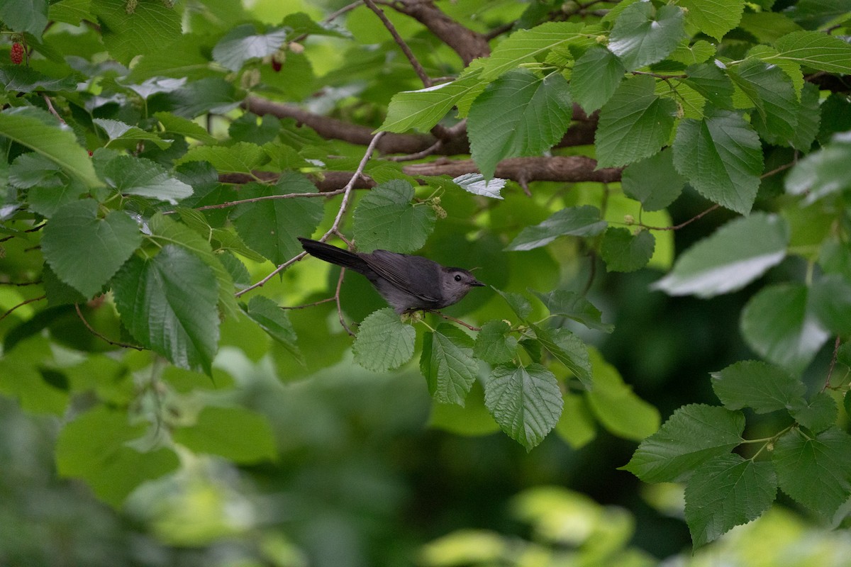 Кошачий пересмешник - ML620216492