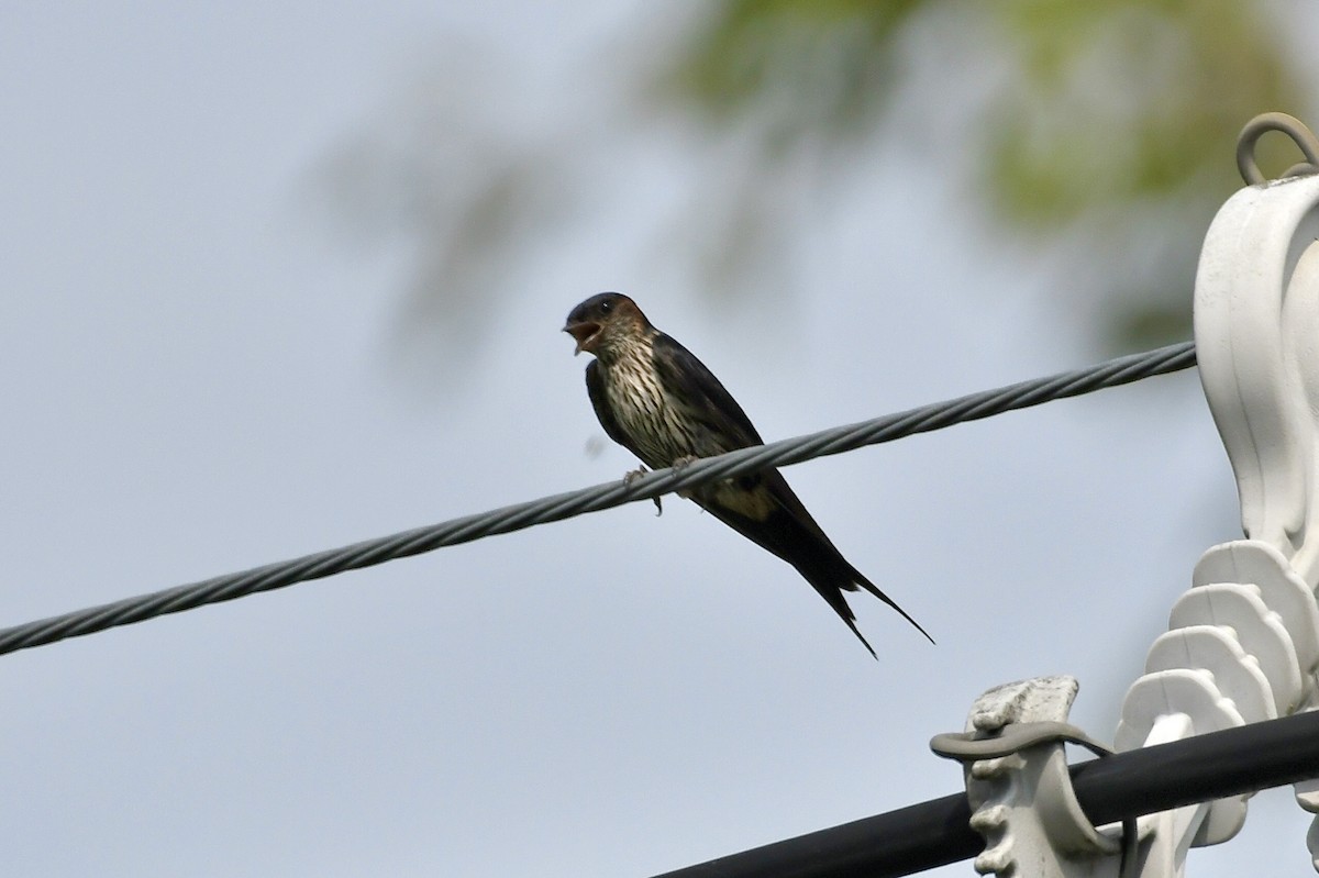 Striated Swallow - ML620216496