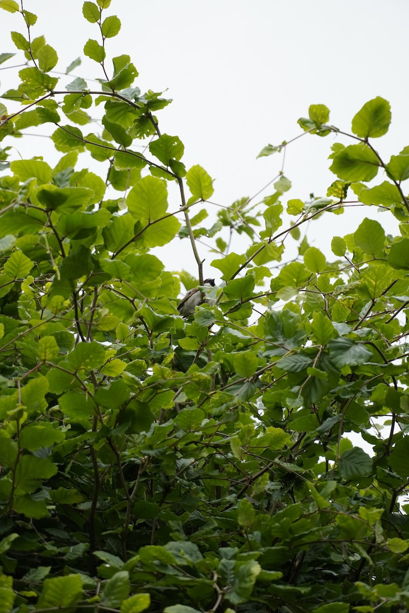 Marsh Tit - ML620216499