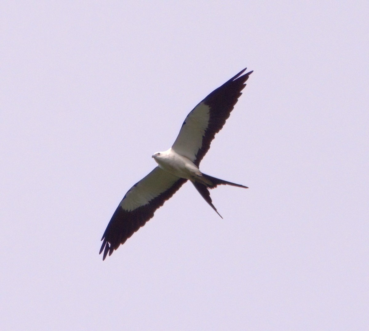 Swallow-tailed Kite - ML620216500