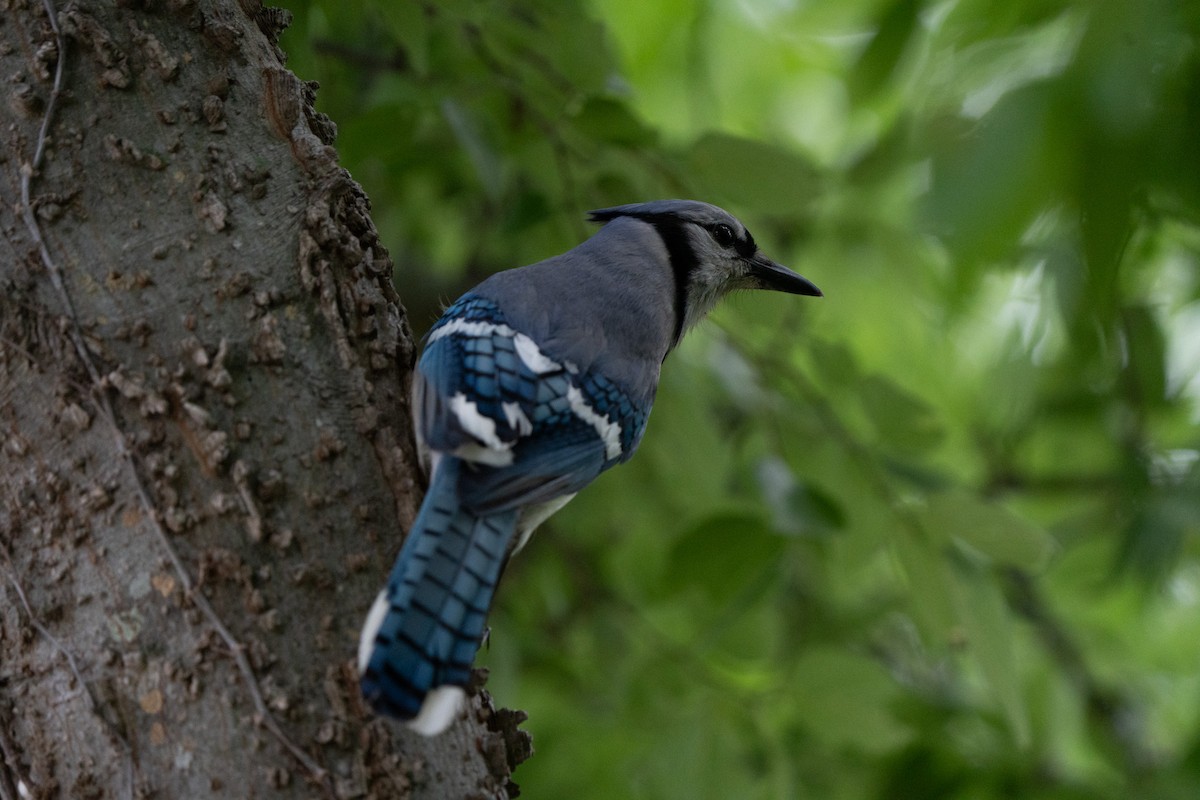 Blue Jay - ML620216501