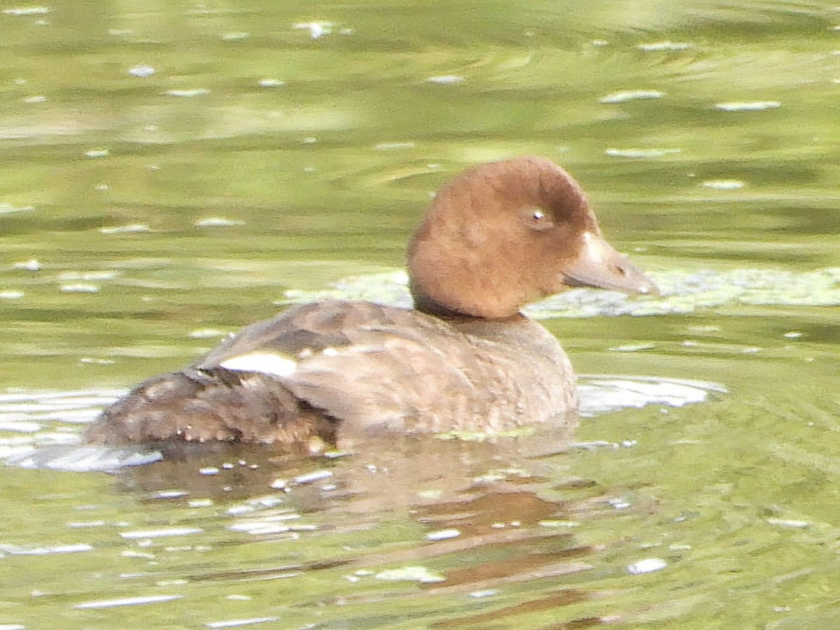 Common Goldeneye - ML620216502