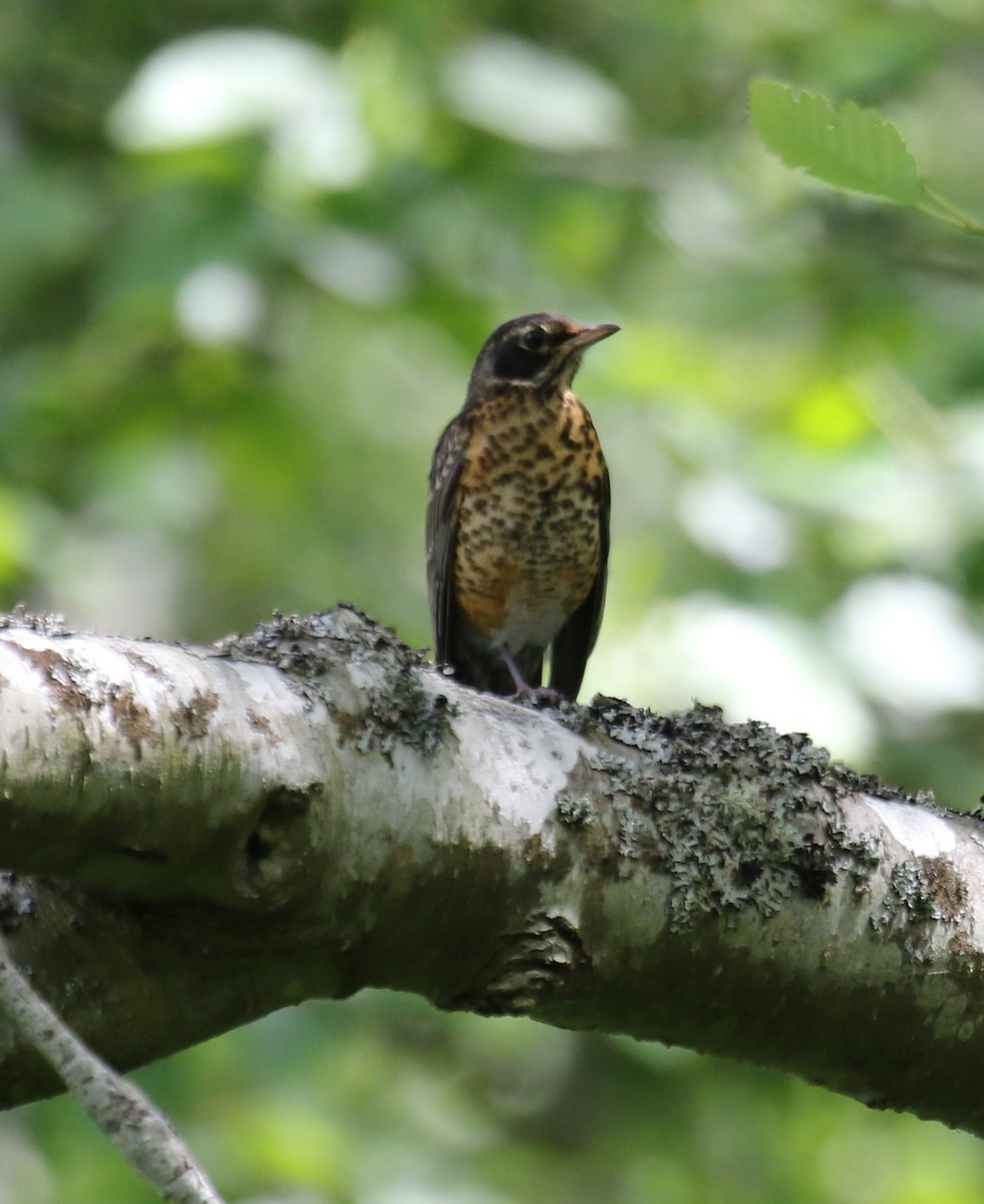 American Robin - ML620216504