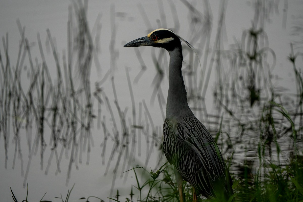 Yellow-crowned Night Heron - Steve Frampton