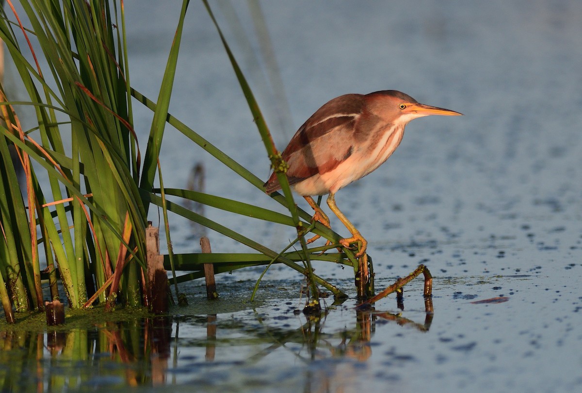 Least Bittern - ML620216541