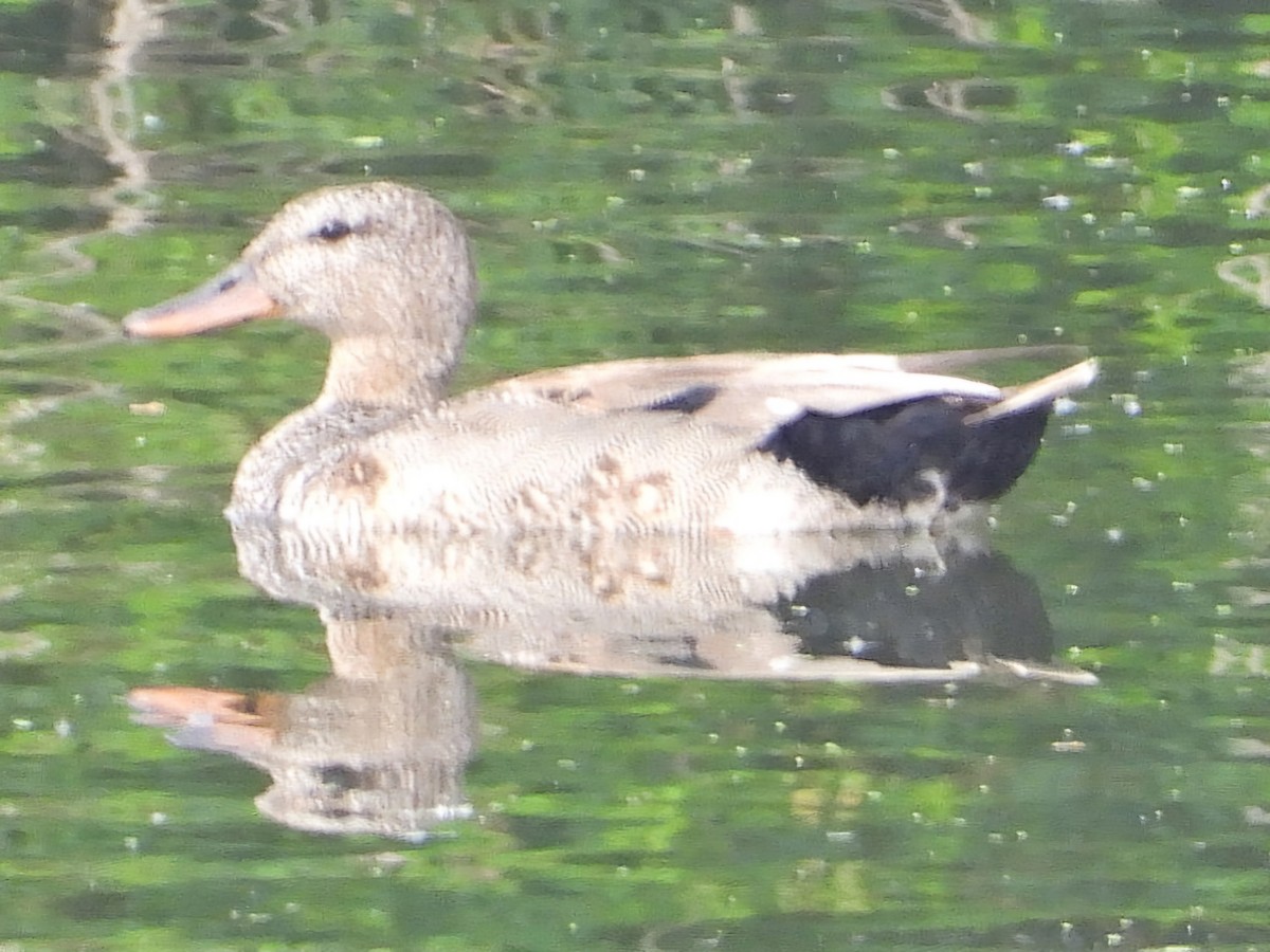 Gadwall - ML620216548