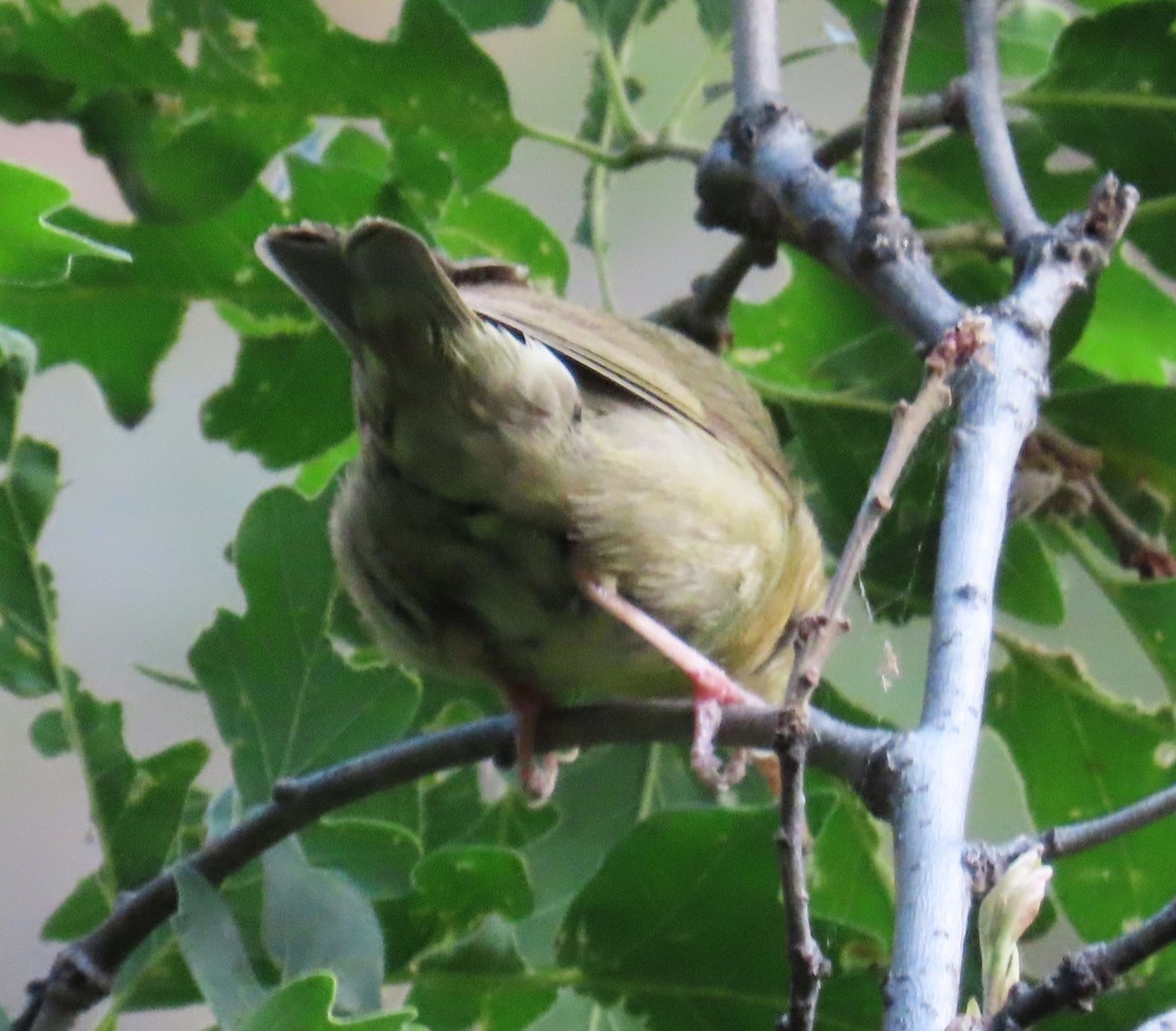 Worm-eating Warbler - ML620216551