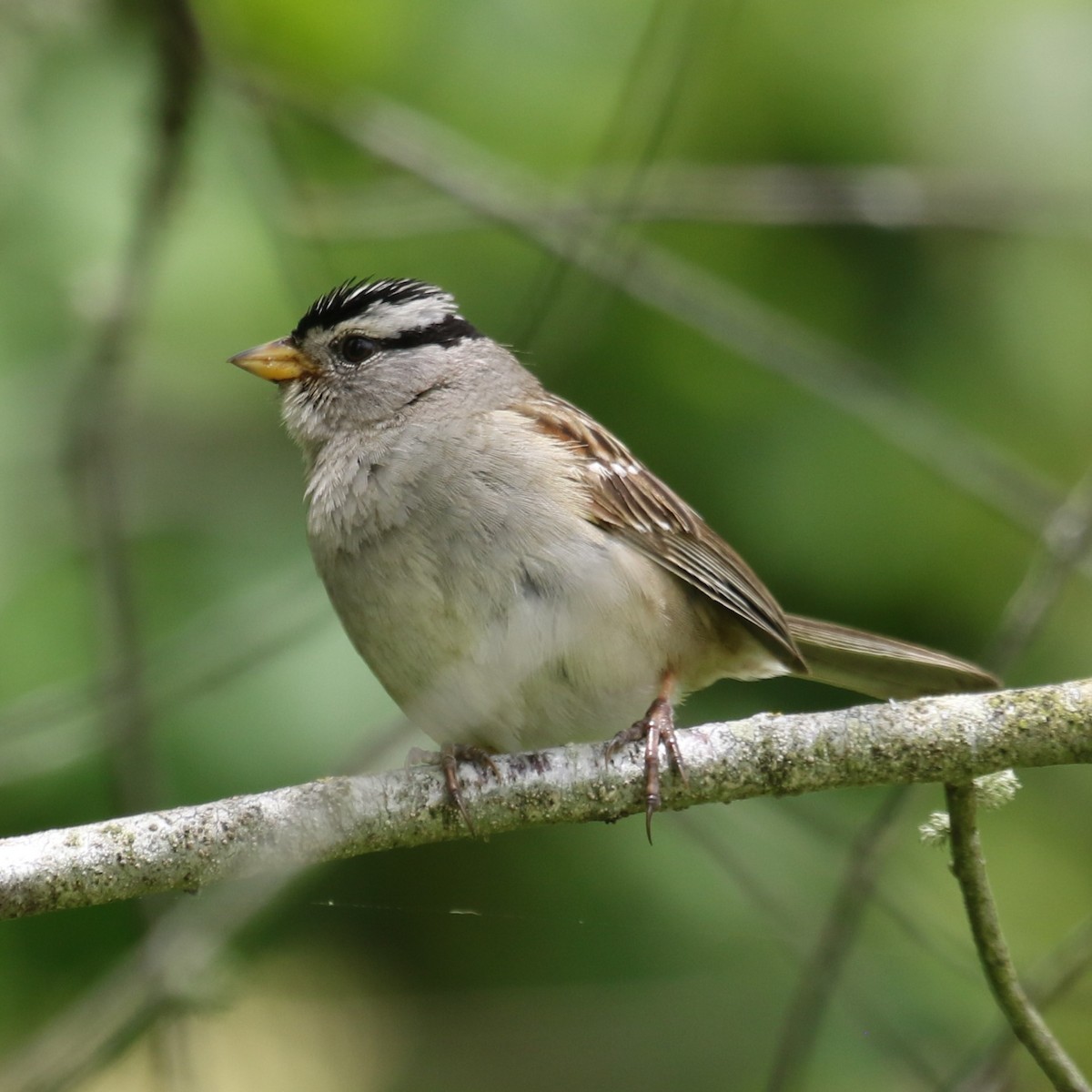 White-crowned Sparrow (pugetensis) - ML620216572