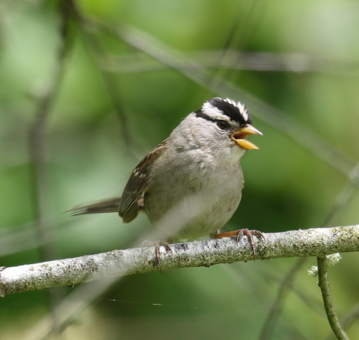 Bruant à couronne blanche (pugetensis) - ML620216577