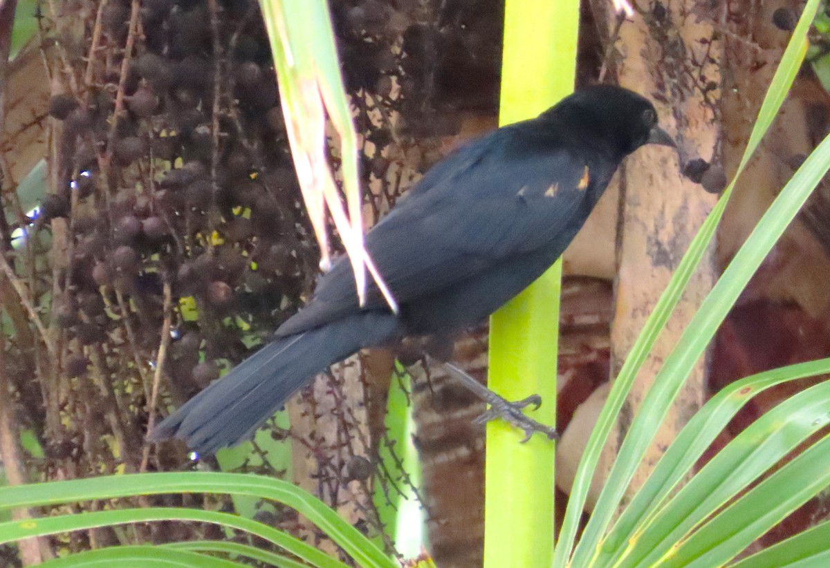 Tawny-shouldered Blackbird - Anonymous