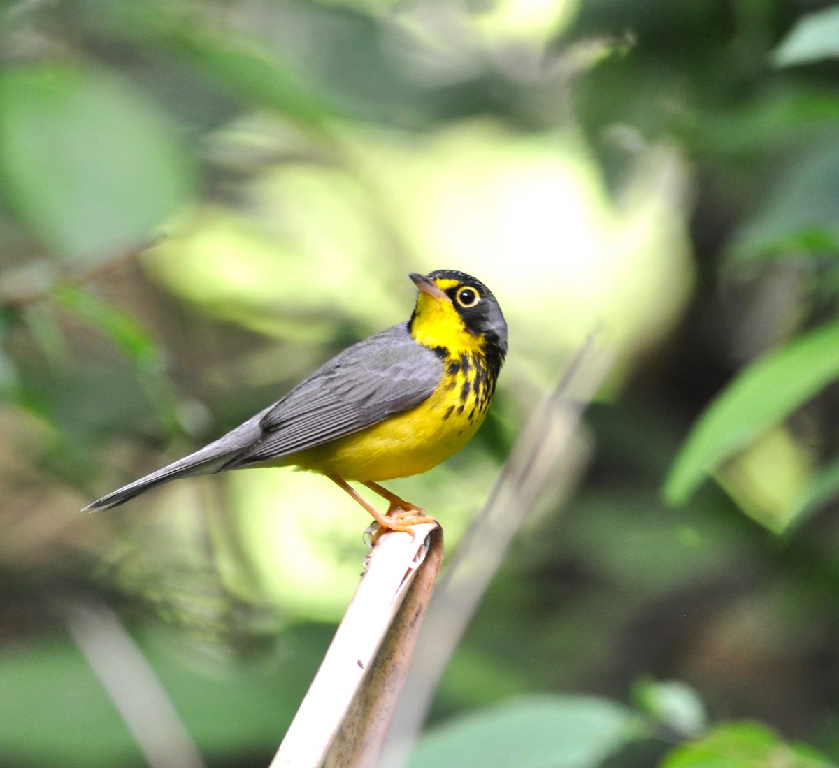 Canada Warbler - ML620216589