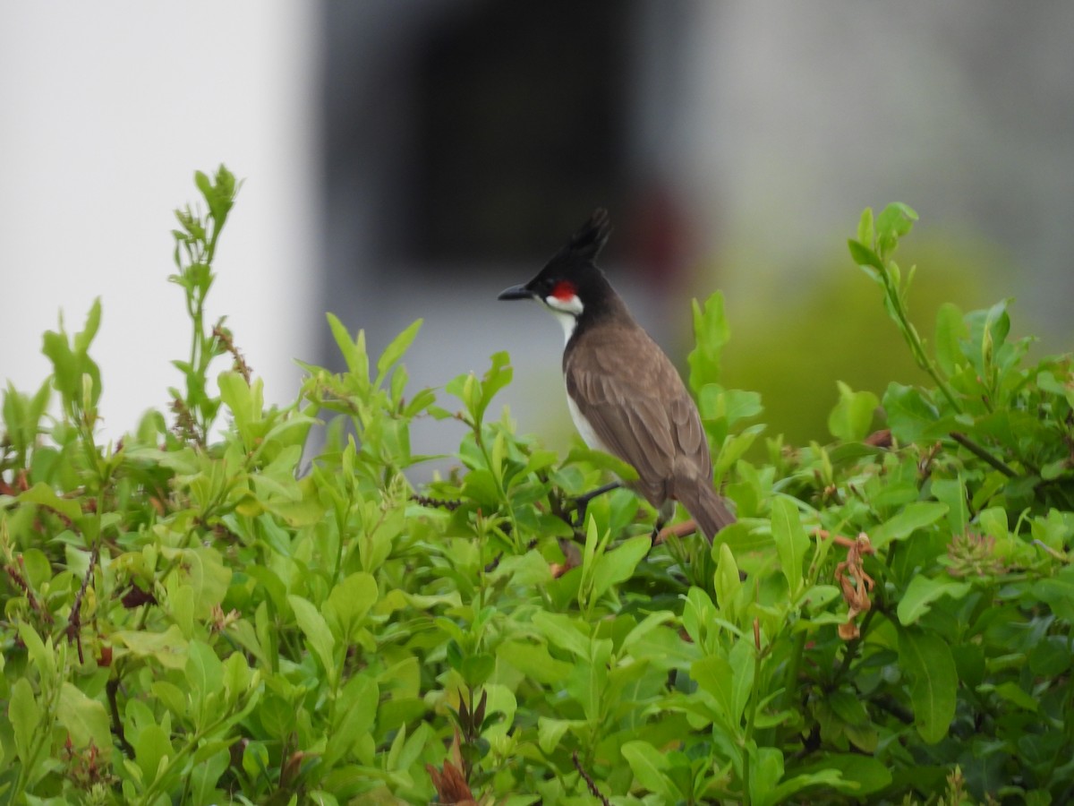 Red-whiskered Bulbul - ML620216595