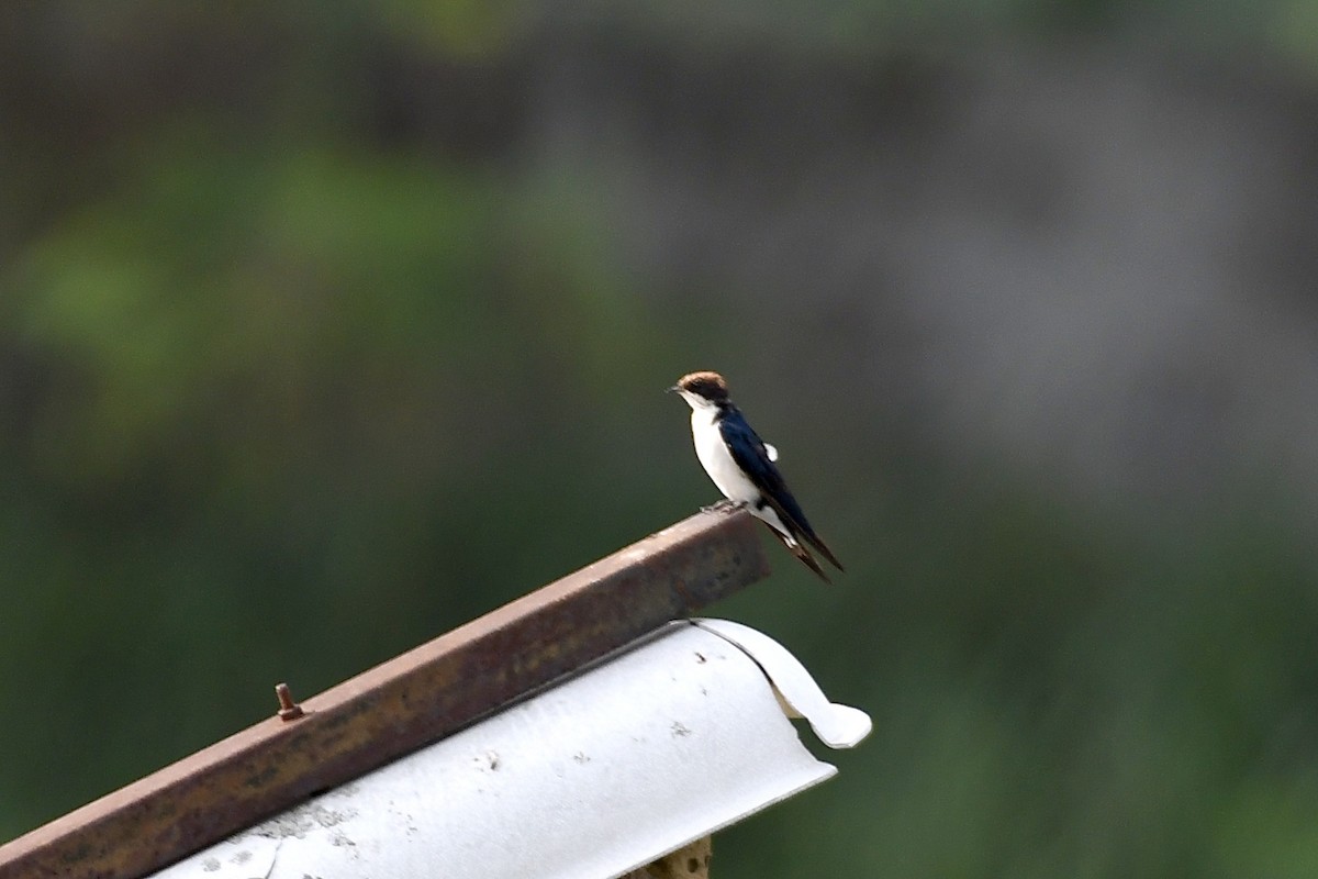 Wire-tailed Swallow - ML620216597