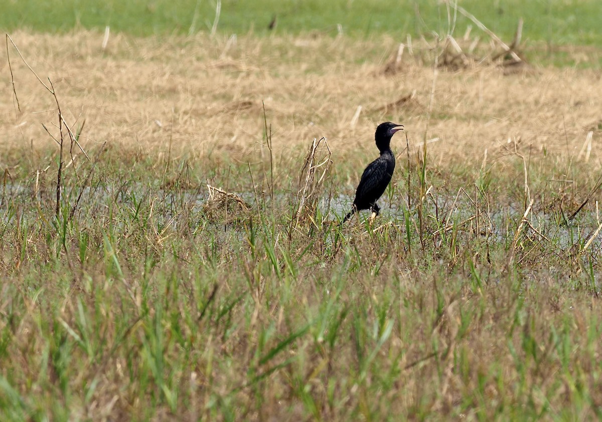 Cormoran de Vieillot - ML620216601