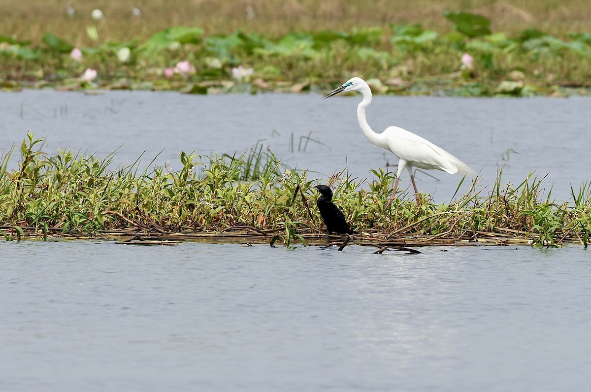 Cormorán de Java - ML620216602