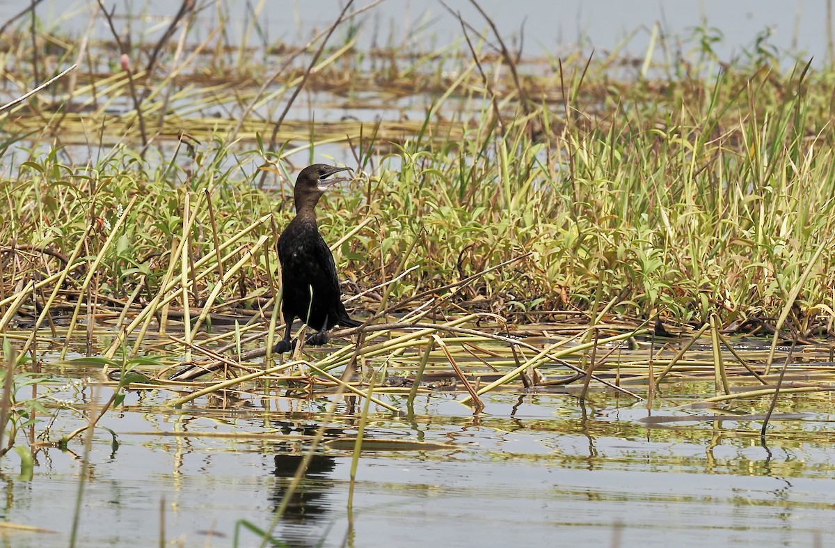 Little Cormorant - ML620216603