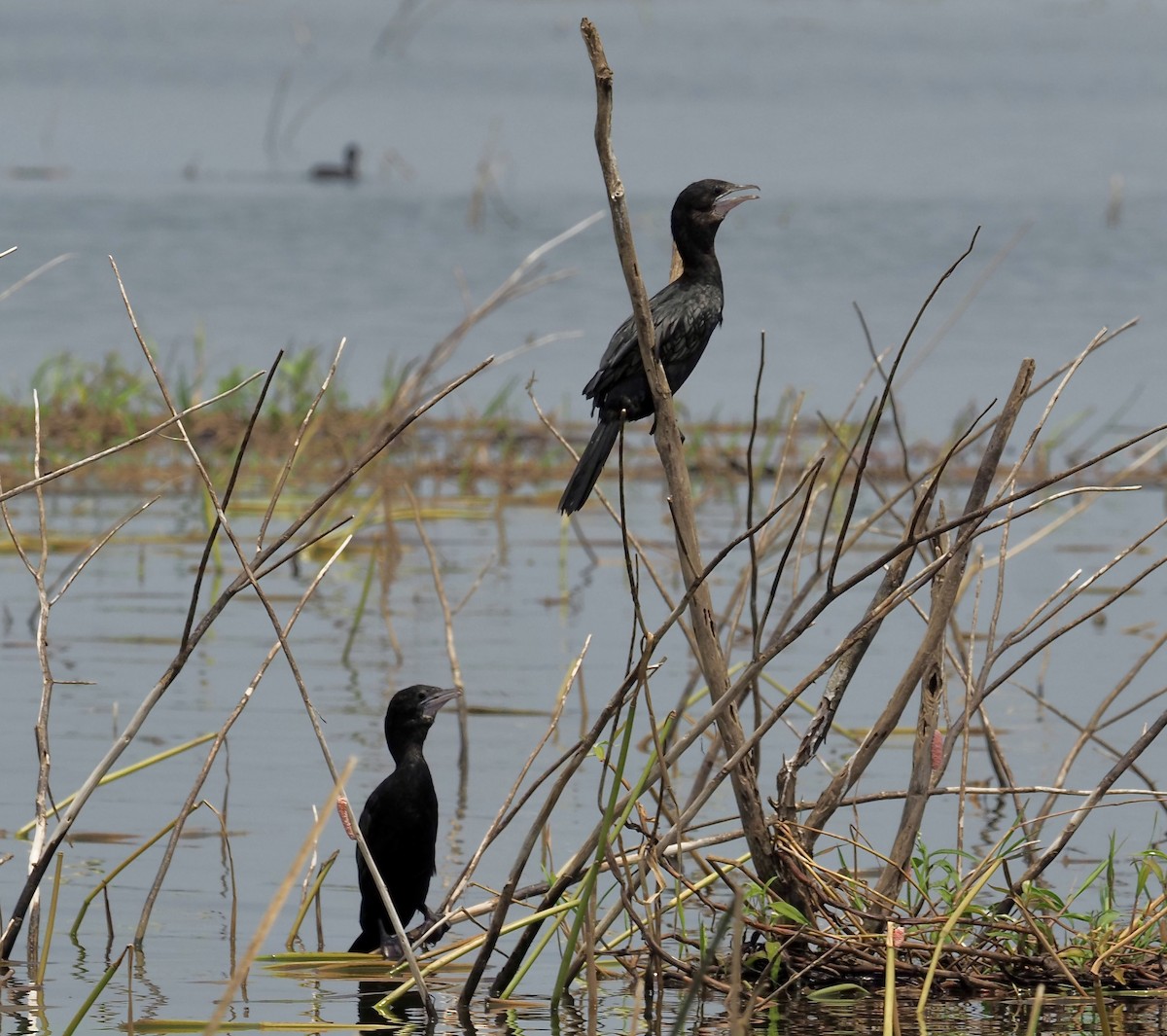 Little Cormorant - ML620216604