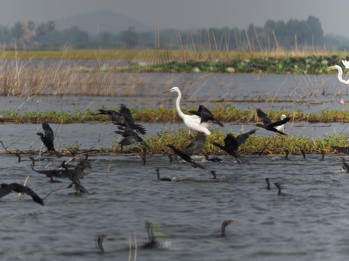 Cormorán de Java - ML620216607