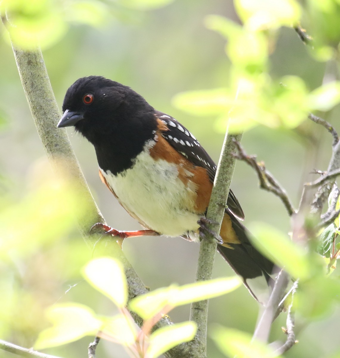 Spotted Towhee - ML620216614