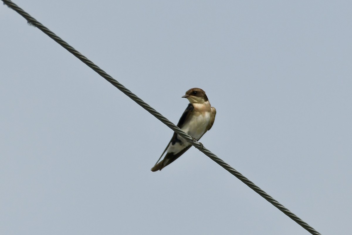 Wire-tailed Swallow - ML620216618