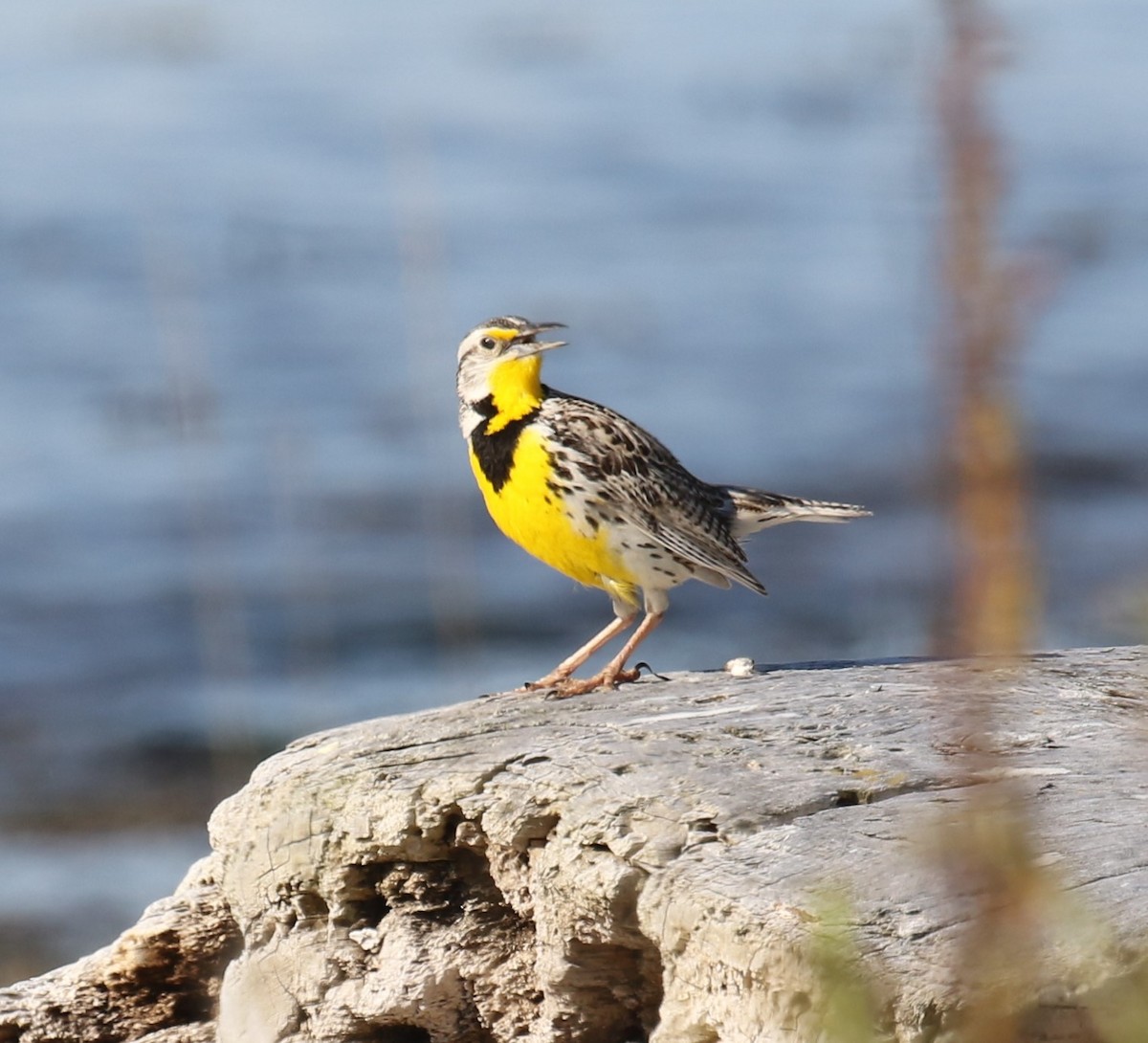 Western Meadowlark - ML620216625