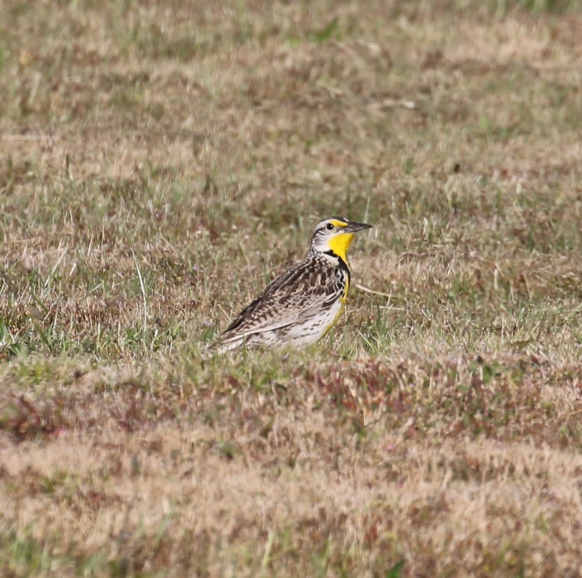 Western Meadowlark - ML620216650