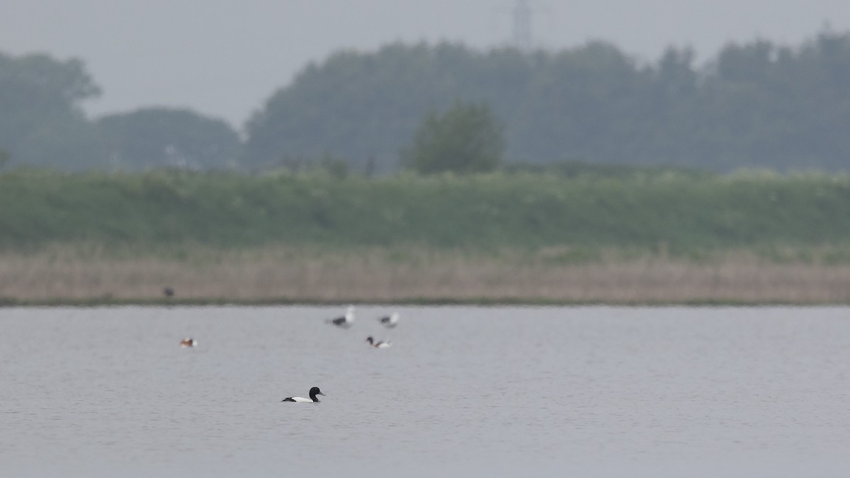 Greater Scaup - ML620216651