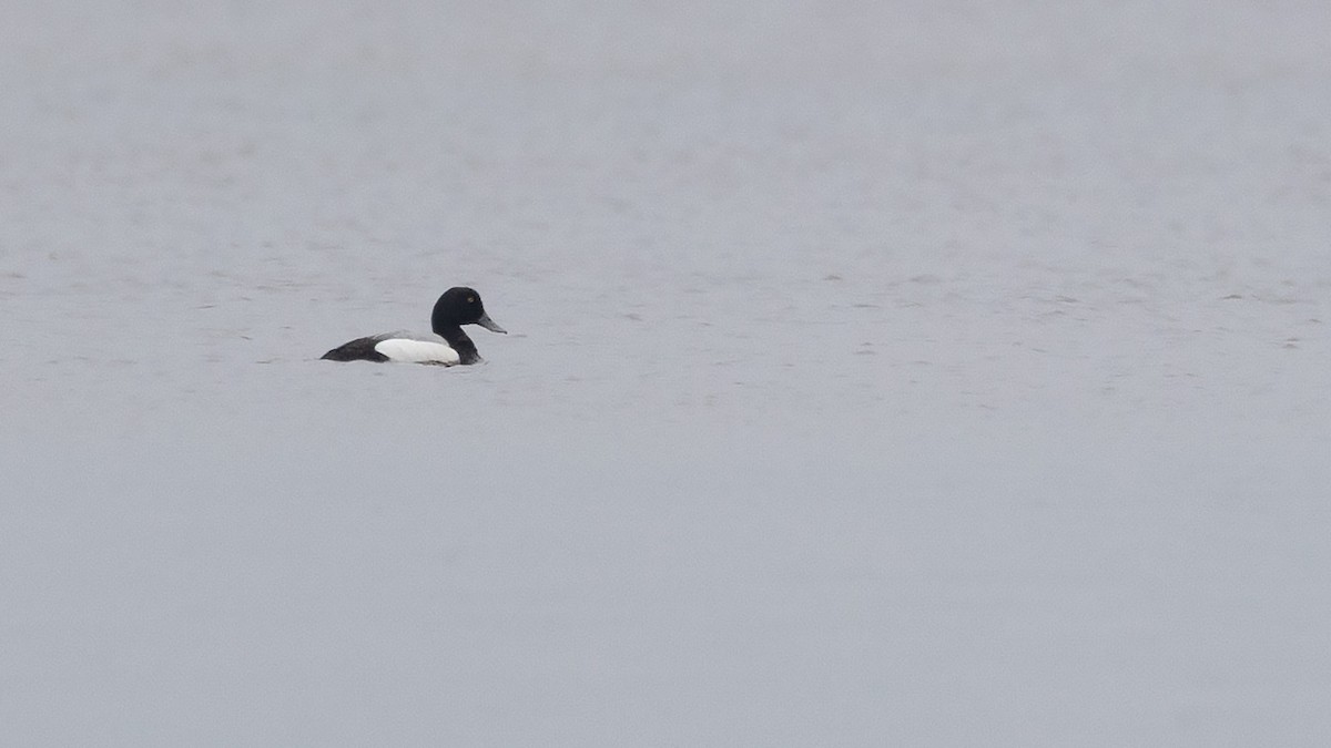 Greater Scaup - ML620216654