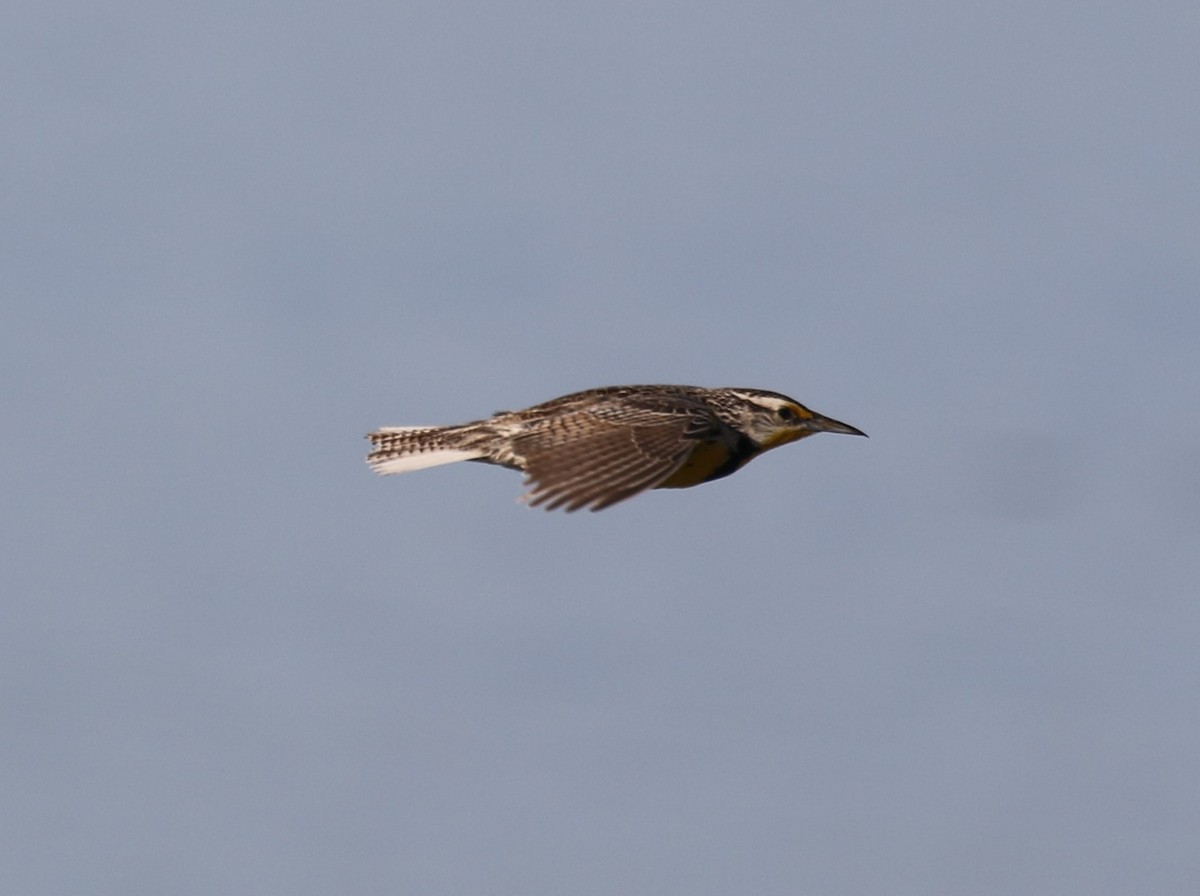 Western Meadowlark - ML620216655