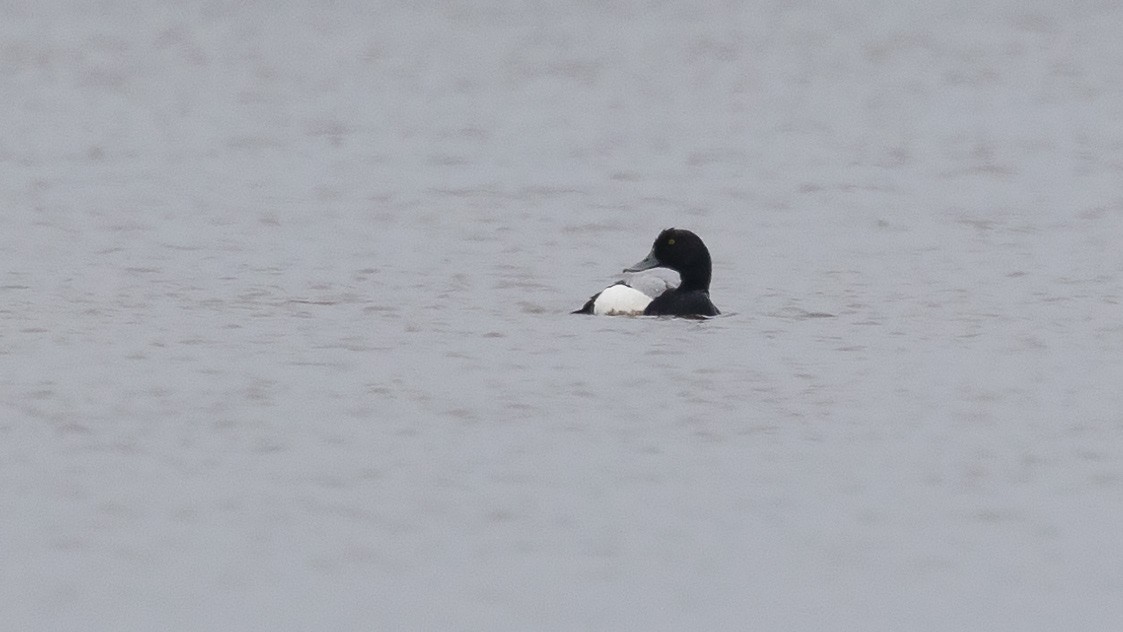 Greater Scaup - ML620216656