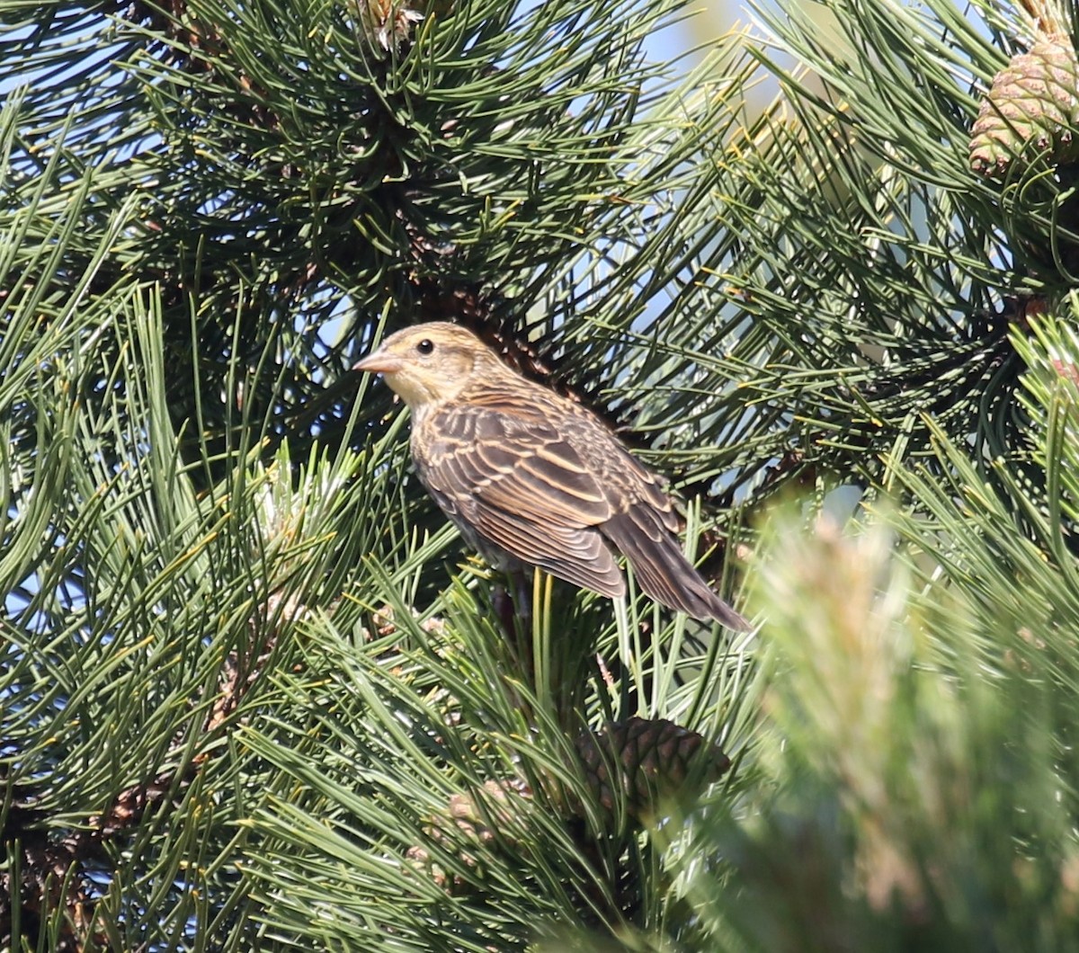 Red-winged Blackbird - ML620216662