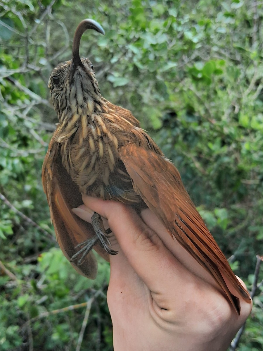 Red-billed Scythebill - ML620216668