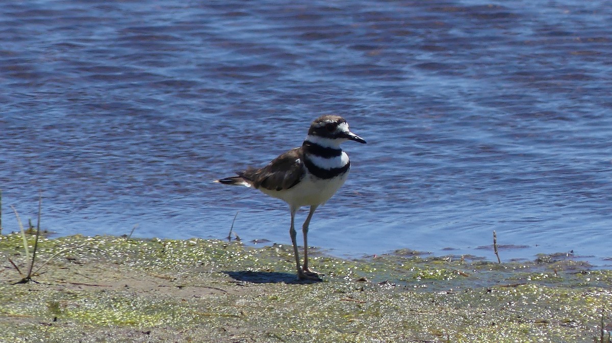 Крикливый зуёк - ML620216670