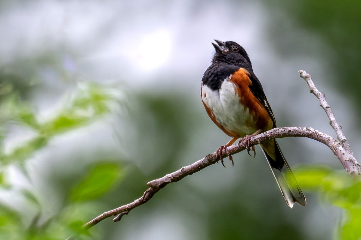 Eastern Towhee - ML620216679