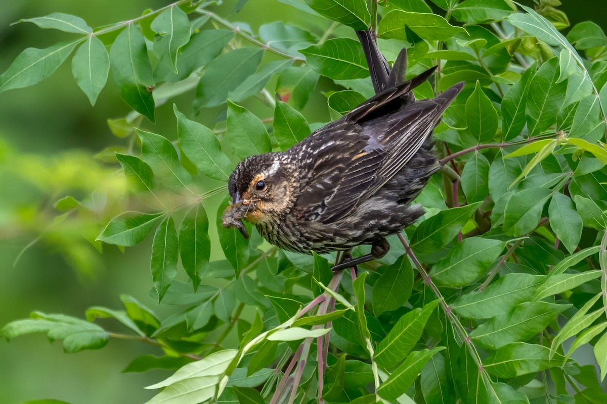 Red-winged Blackbird - ML620216691