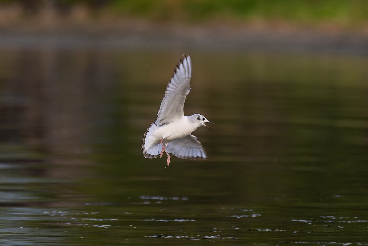 Mouette de Bonaparte - ML620216698