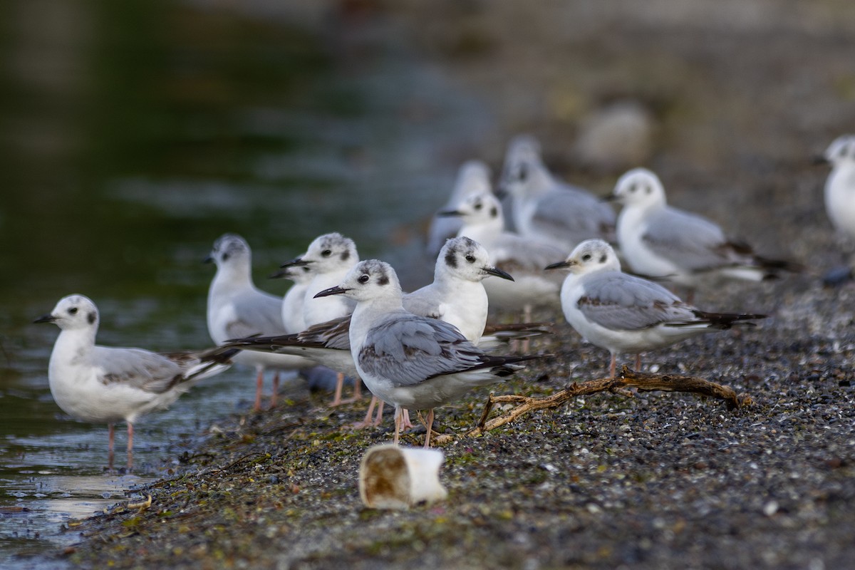 Bonaparte's Gull - ML620216702