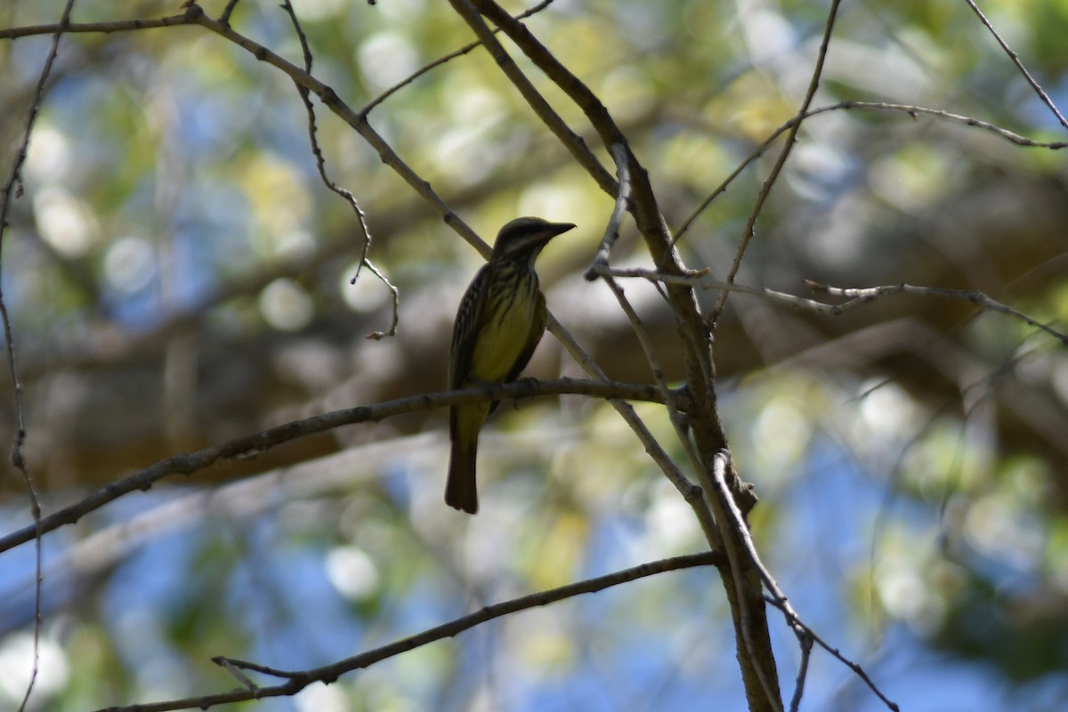 Sulphur-bellied Flycatcher - John Patten Moss