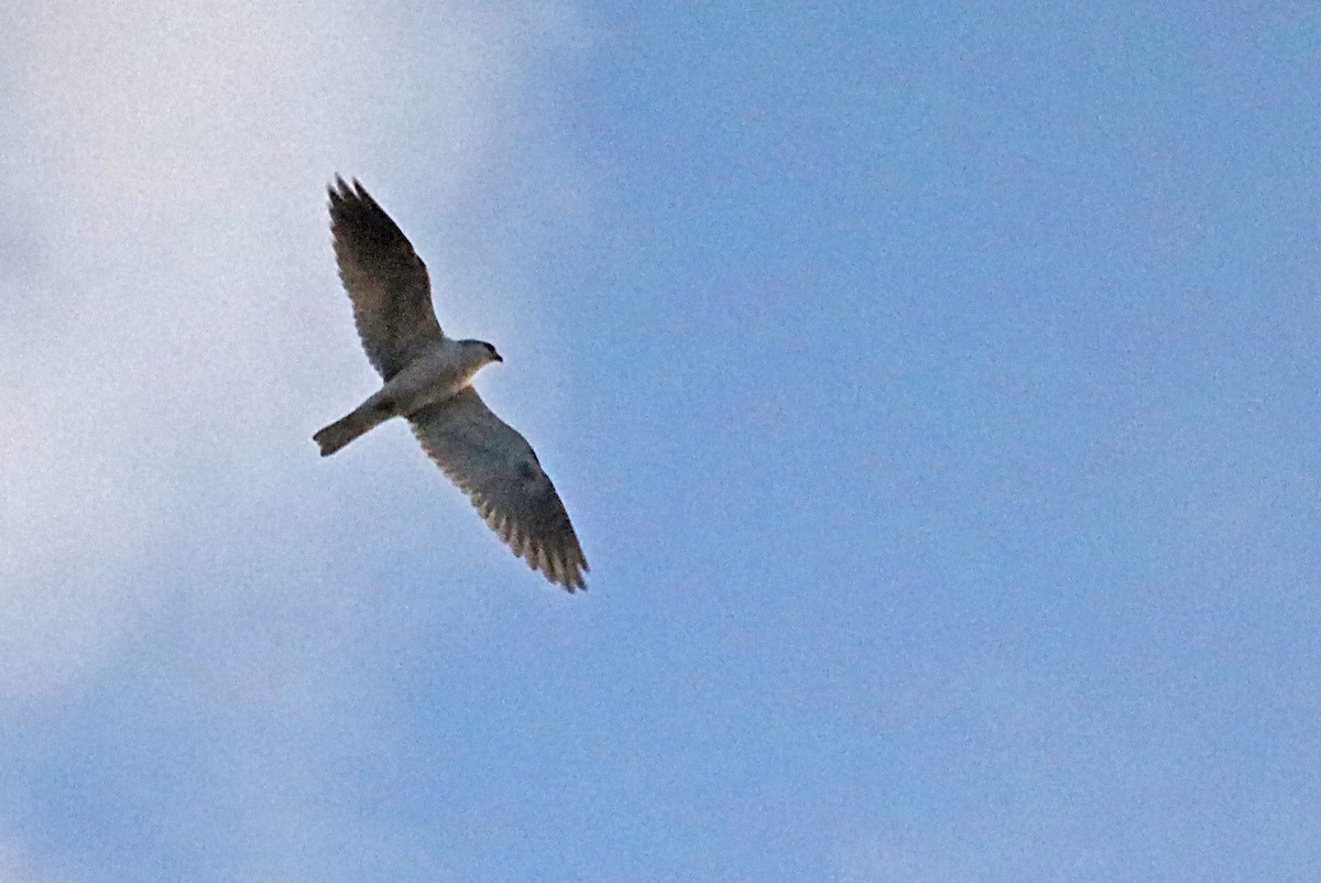 White-tailed Kite - ML620216720