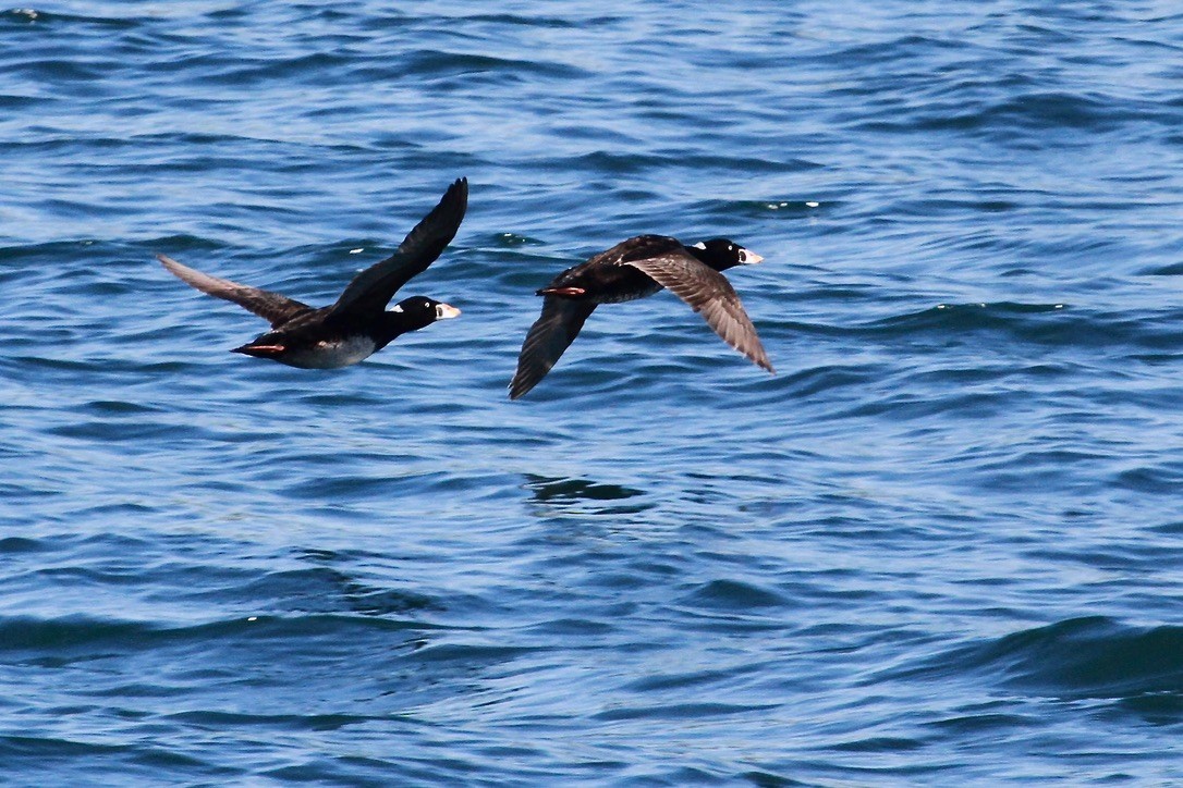 Surf Scoter - ML620216729