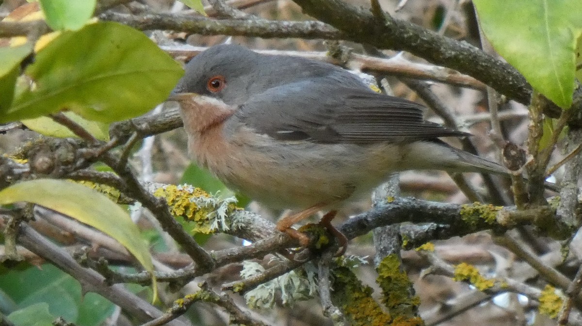 Moltoni's Warbler - ML620216732